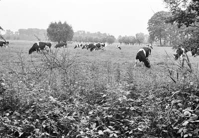 127537 Gezicht op een weiland met grazende koeien op het landgoed Amelisweerd te Bunnik.